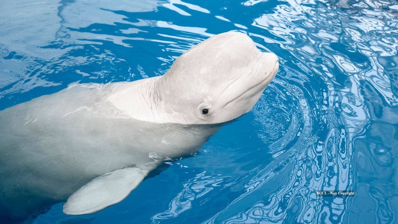 New York aquarium study suggests beluga whales may recognise themselves