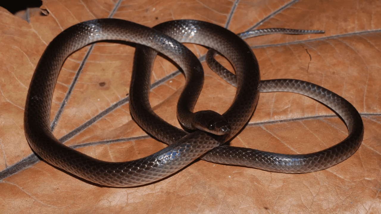 Why scientists named a newly discovered snake after Guns N' Roses' Slash