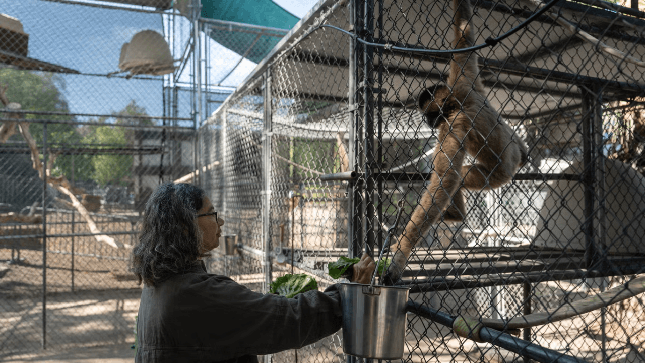 50 years on, California sanctuary's rare gibbons tell a survival story