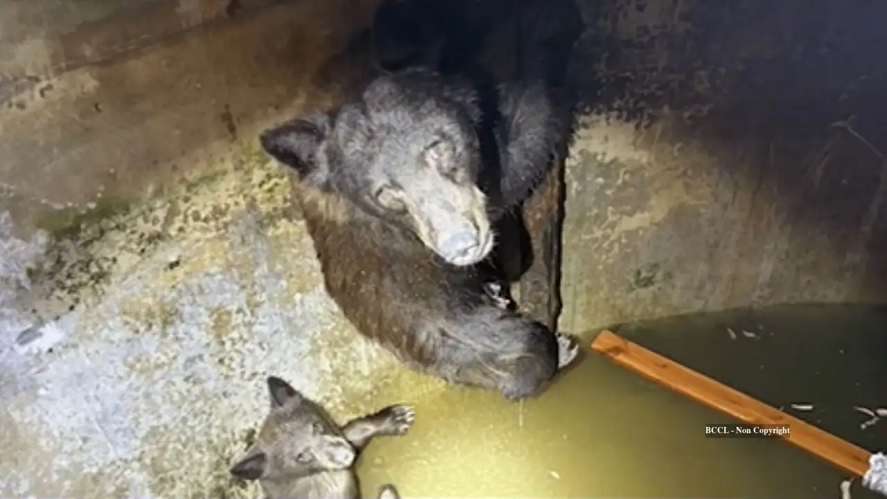 Hikers hear howling from California water tank, find bear family trapped inside
