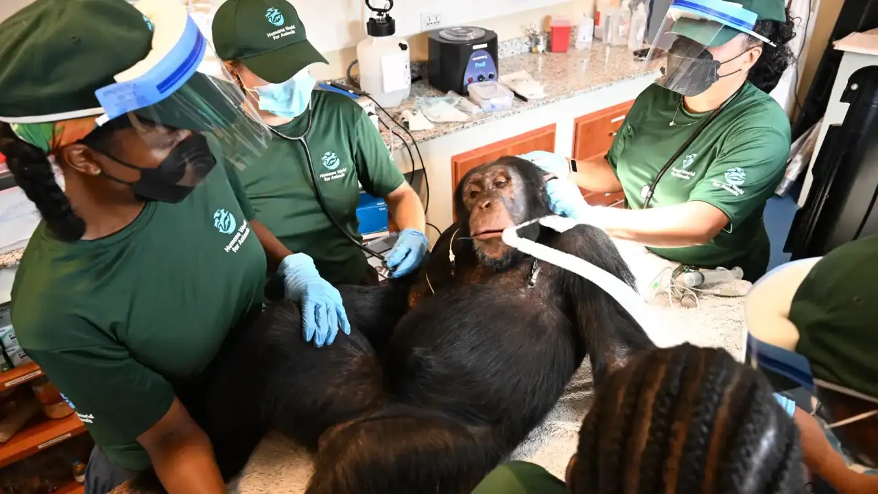 'Second chance': Chimps used in hepatitis B experiments get health checks in Liberia