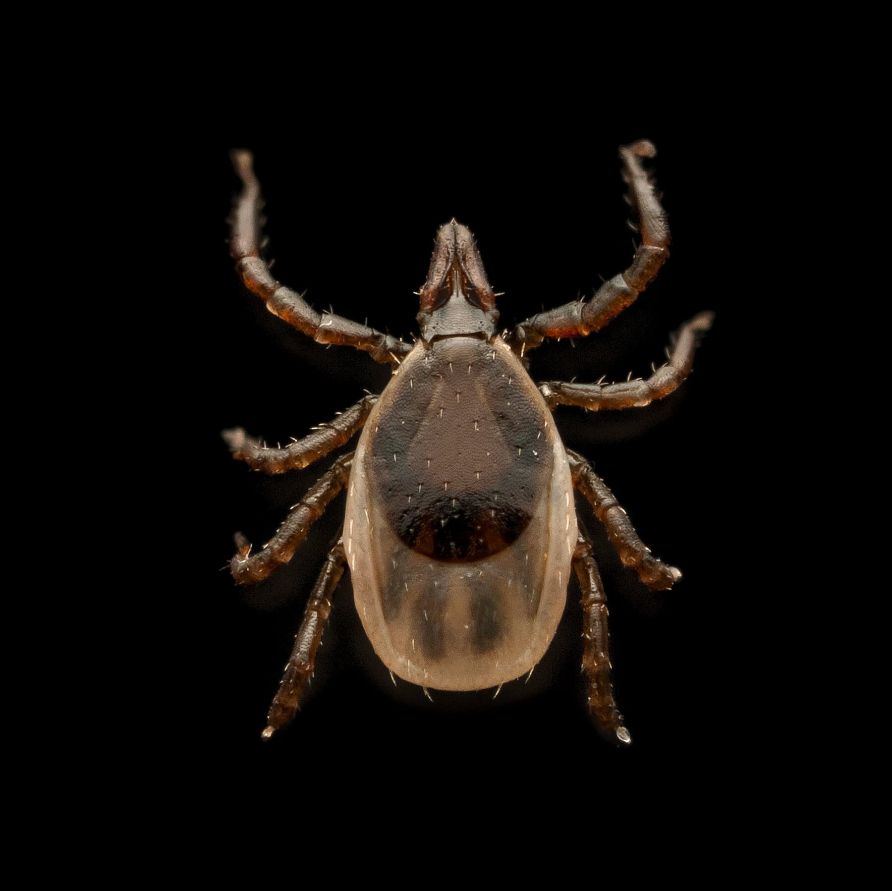 The explosion of ticks and Alpha-gal syndrome
