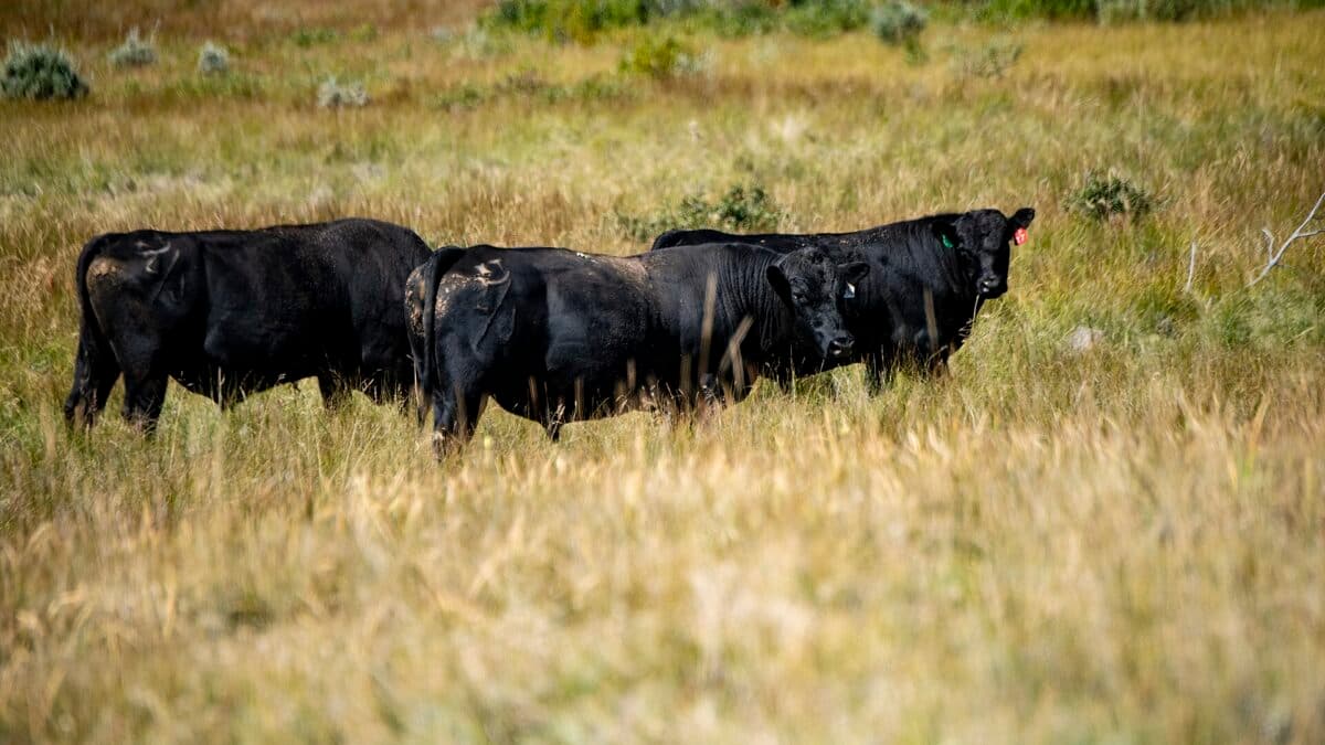 Trump Should Help Struggling Farmers Grow Their Herds