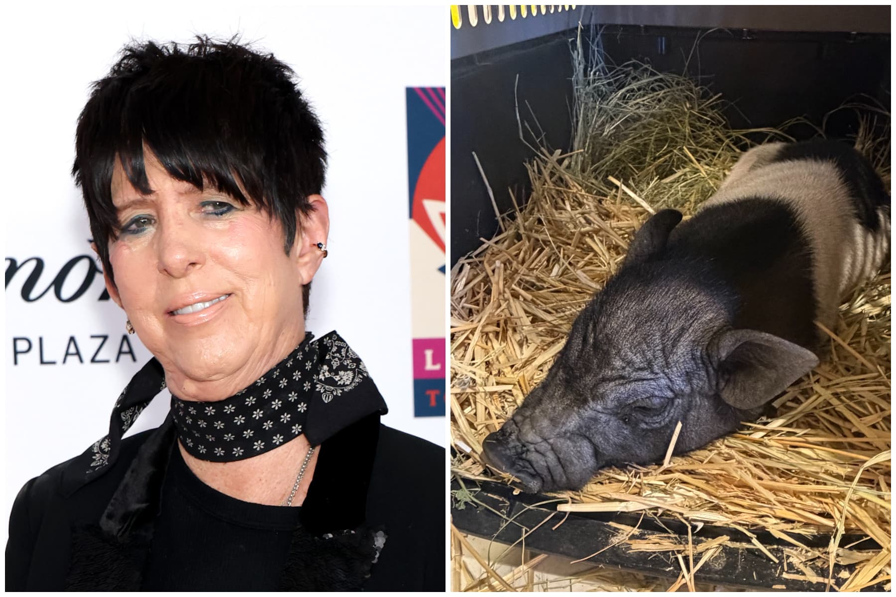 Diane Warren Adopts West Hollywood’s Runaway Pig: ‘Welcome Wilbur!’