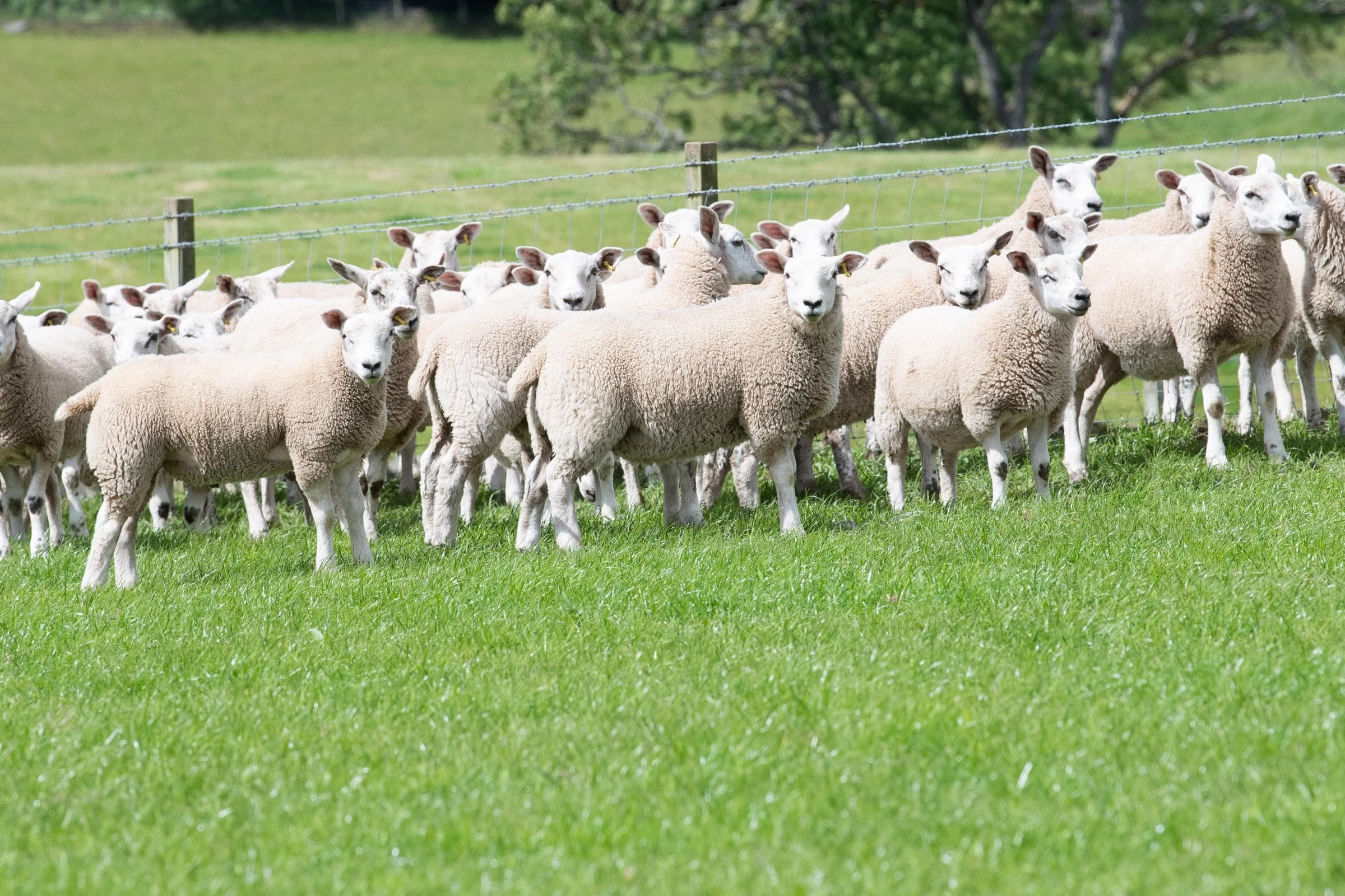 Bluetongue control zone introduced after Lockerbie case