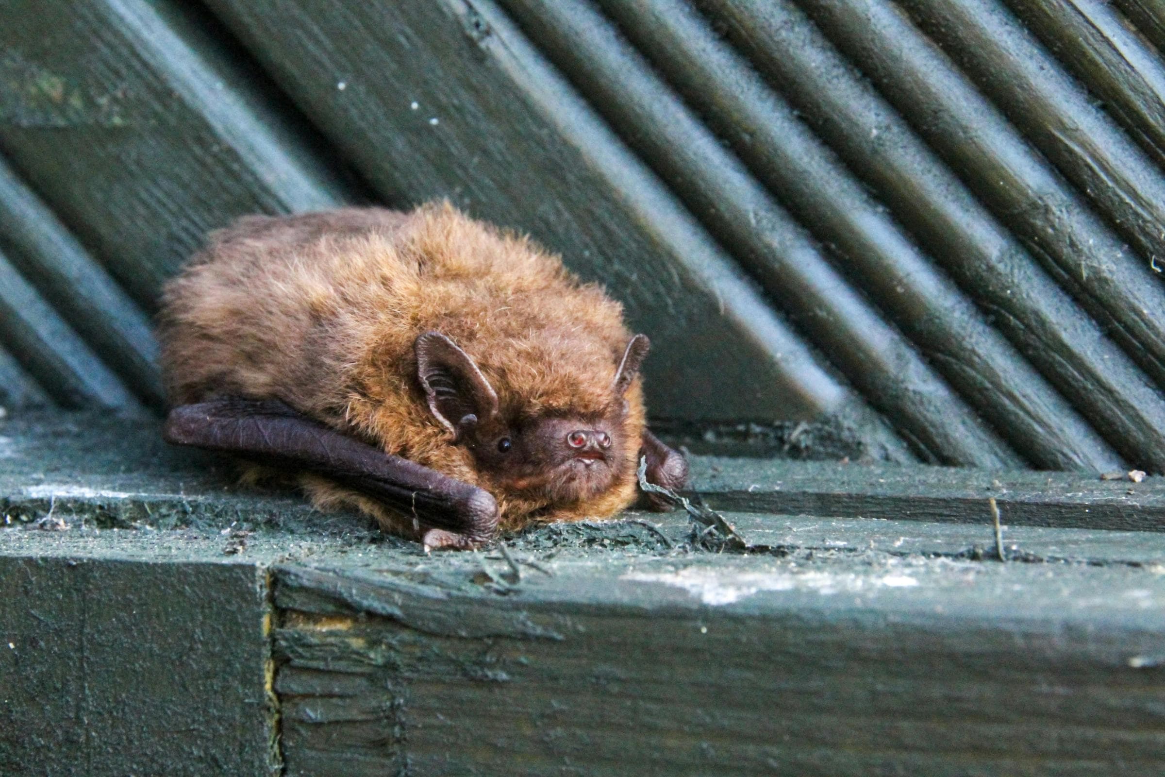 Company fined after 150 bats died following house construction work