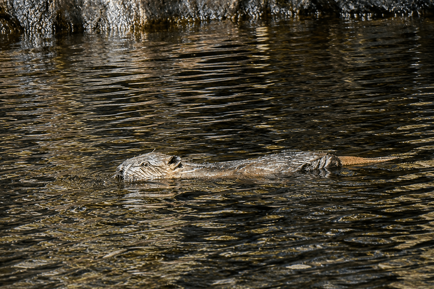 At least two beaver kits born in area of Highlands following repopulation effort