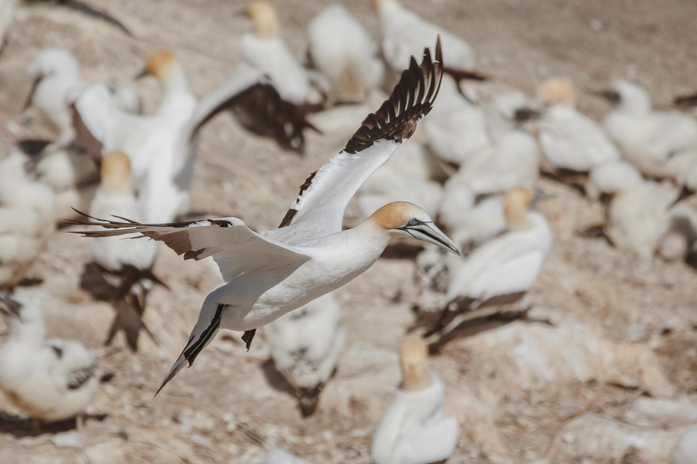 What's next for the guga hunt as licence for 2026 refused?