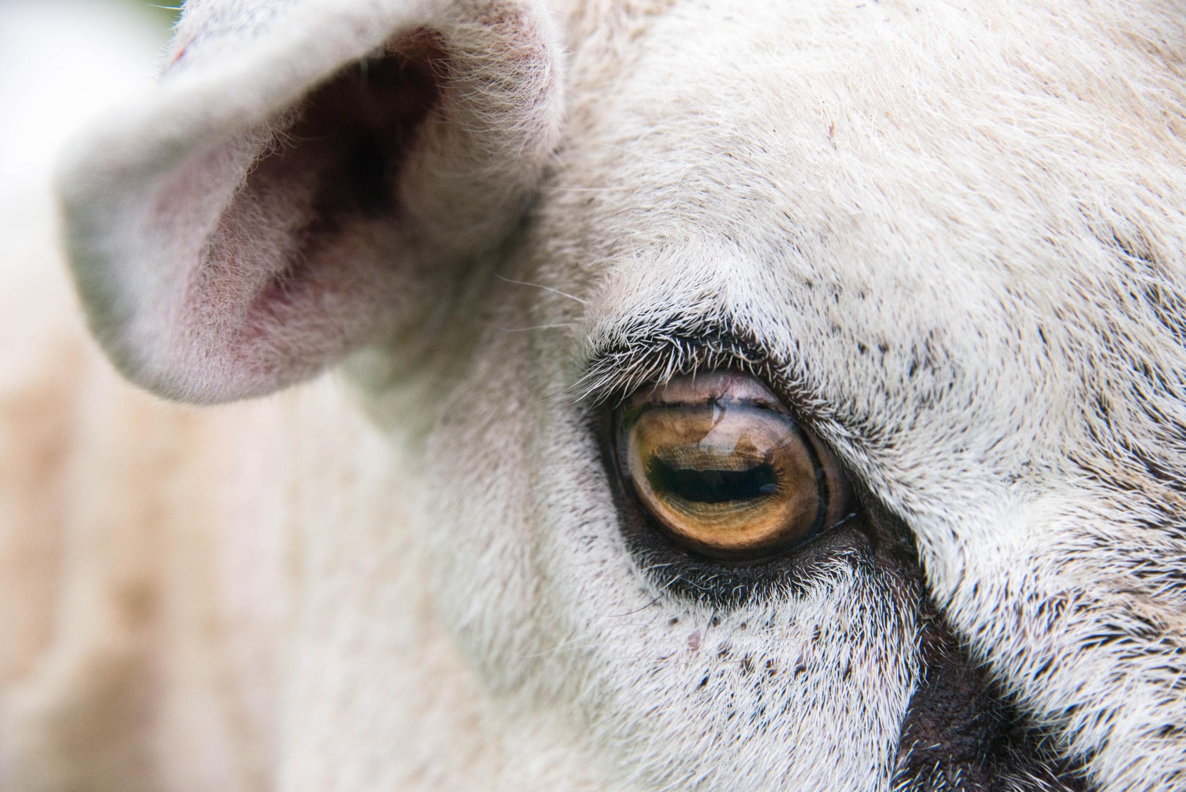 Potentially deadly livestock virus detected on third farm in Scotland - ITVX