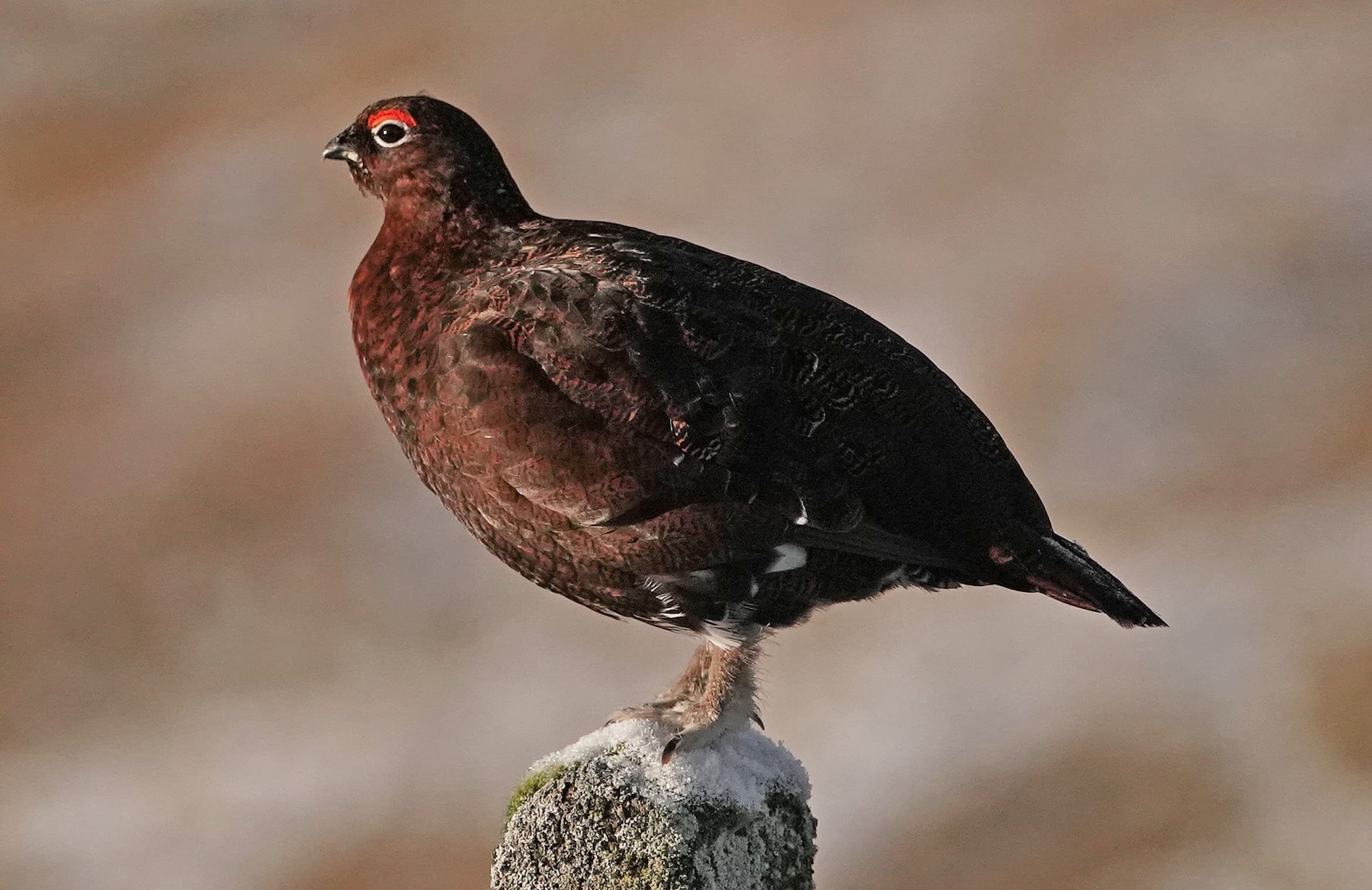 New study could shed light on why red grouse populations in Scotland have declined