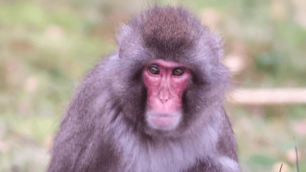 Monkey on the loose after escaping from Highland safari park