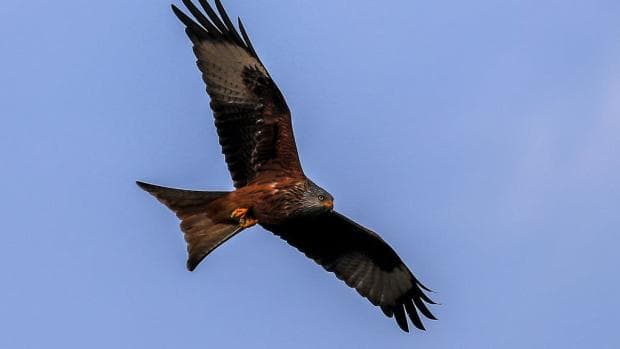 Warning after poisoned protected bird of prey found by hillwalker