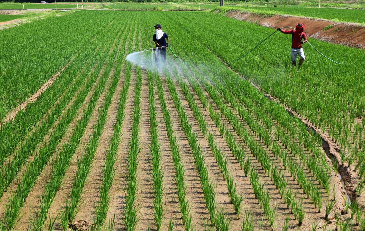 Japan's food self-sufficiency rate falls to record low 37% in FY 2025
