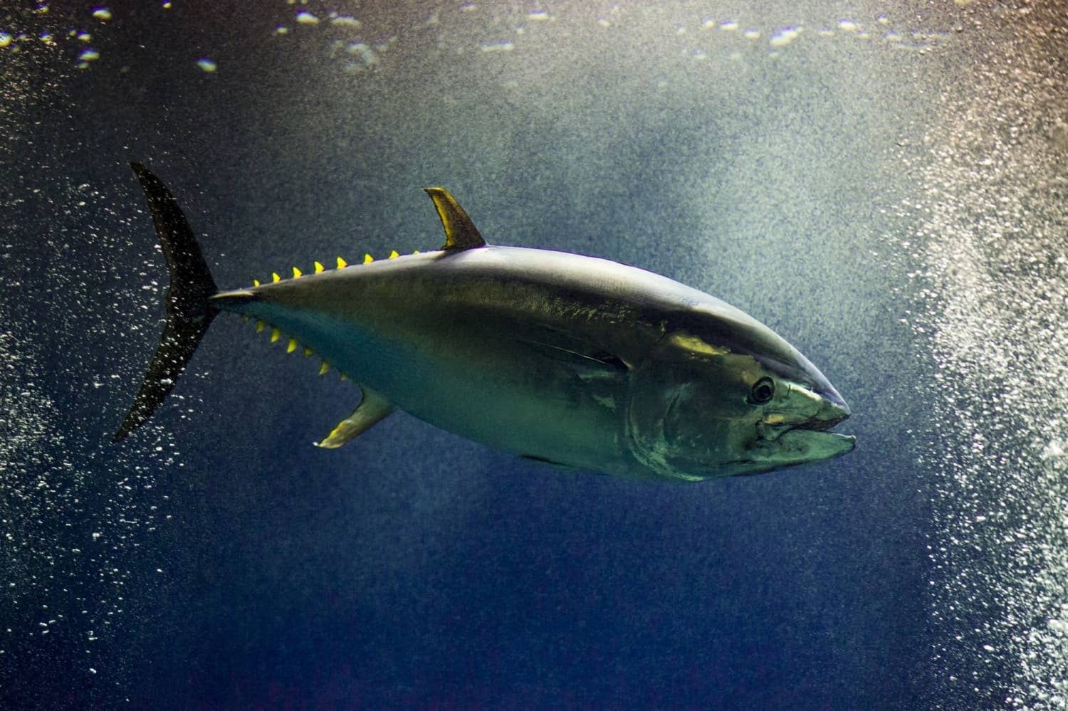 25% increase agreed for Pacific bluefin tuna quota