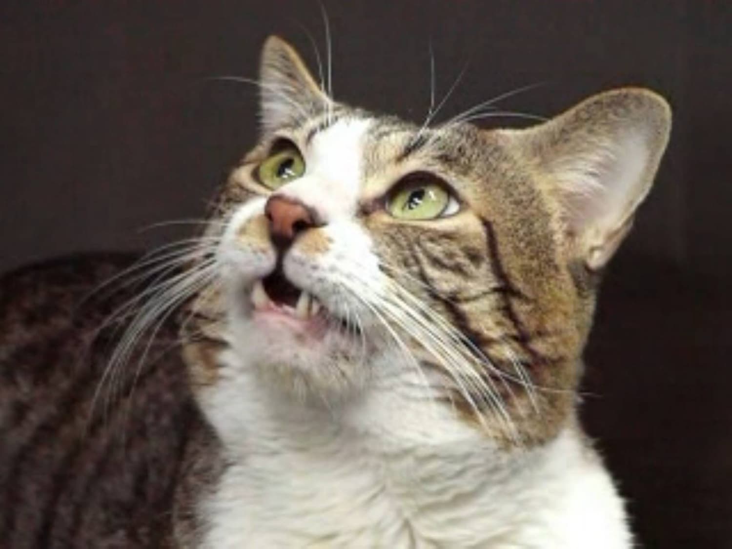 Scientists uncover how cats identify each other by urine scent in Japan