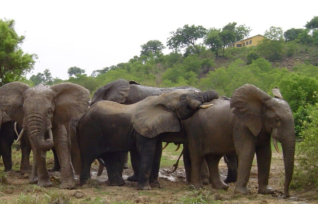 Mysterious deaths of 14 elephants in Kenya prompts urgent inquiry