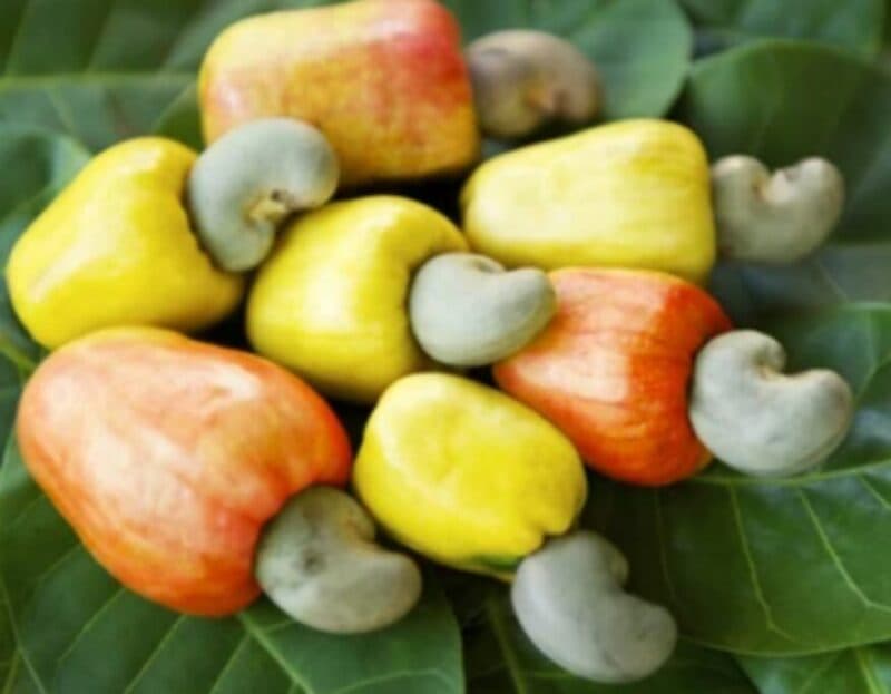 Ghana Processes Under 6% of the Cashew It Grows