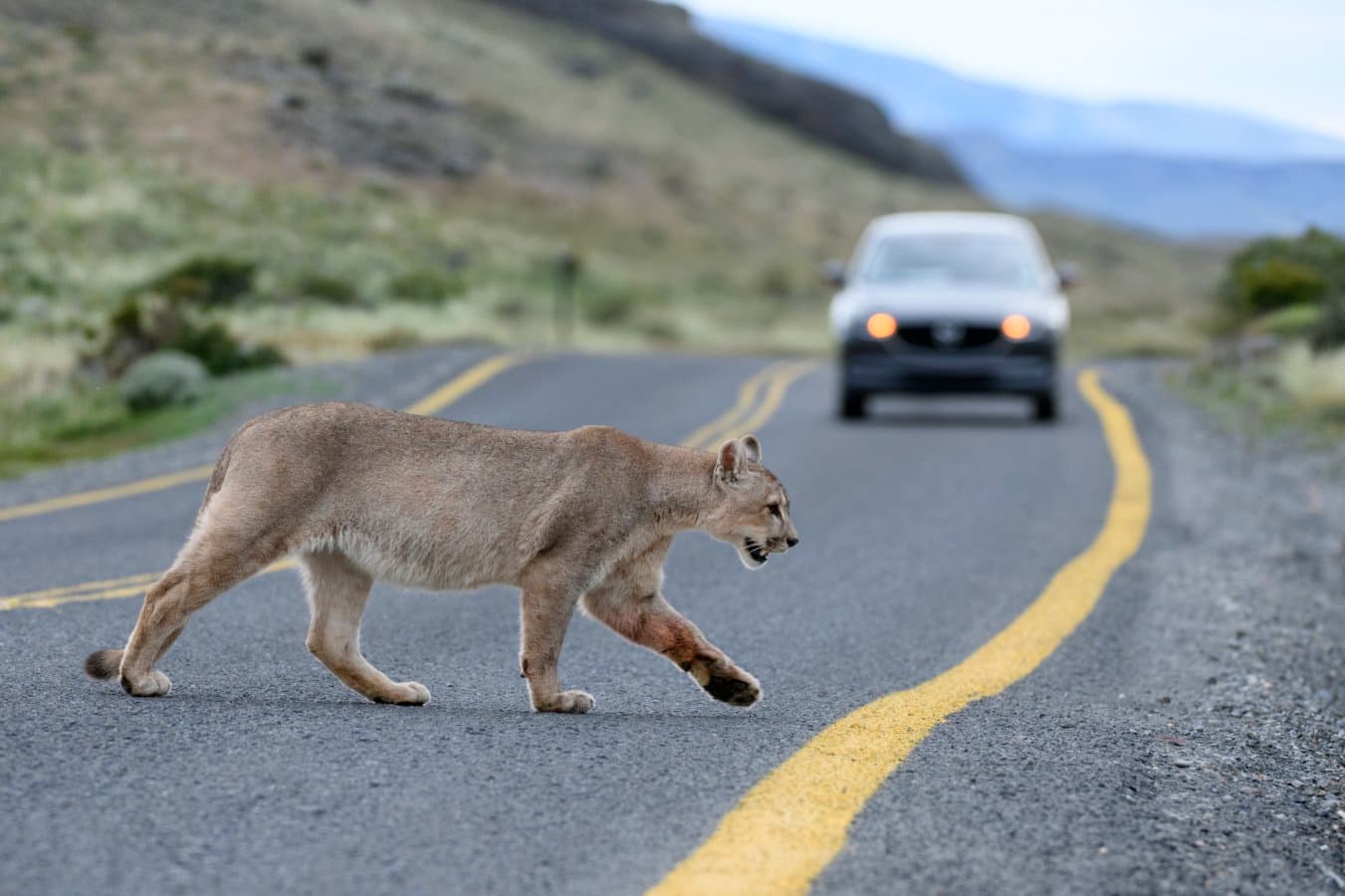 Large predators reduce car accidents by keeping deer off roads