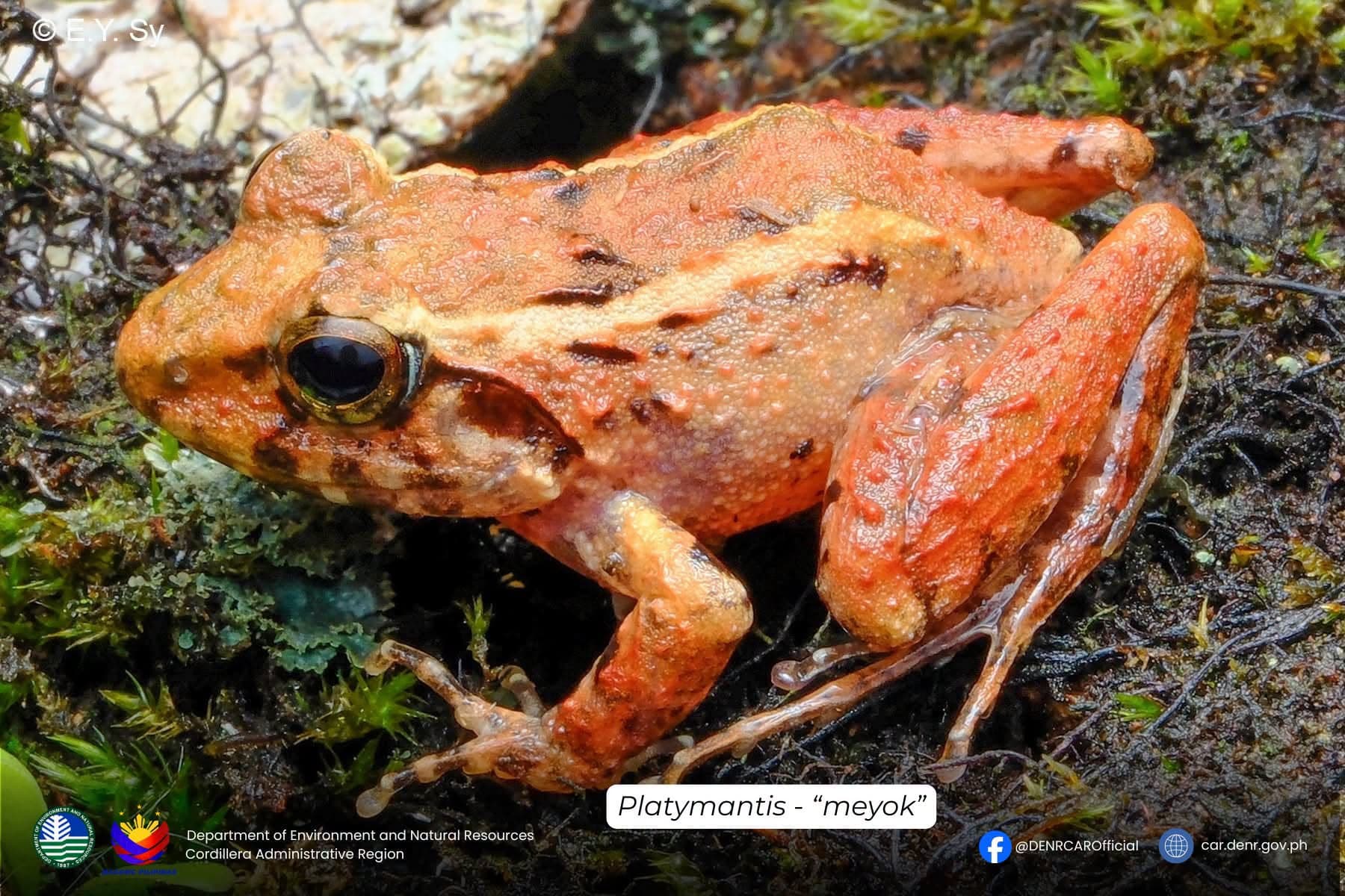 One week in Apayao forest reveals 15 reptile, amphibian species