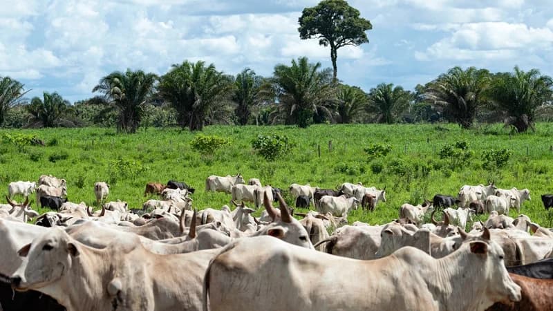 EU suspends Brazilian meat imports amid safety concerns