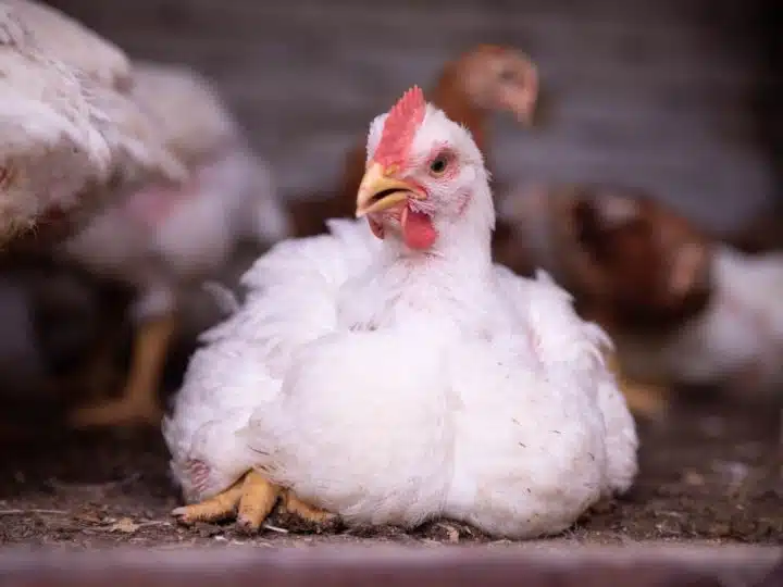 RSPCA says slower growing chickens could be ‘secret weapon’ to tackling food poisoning crisis