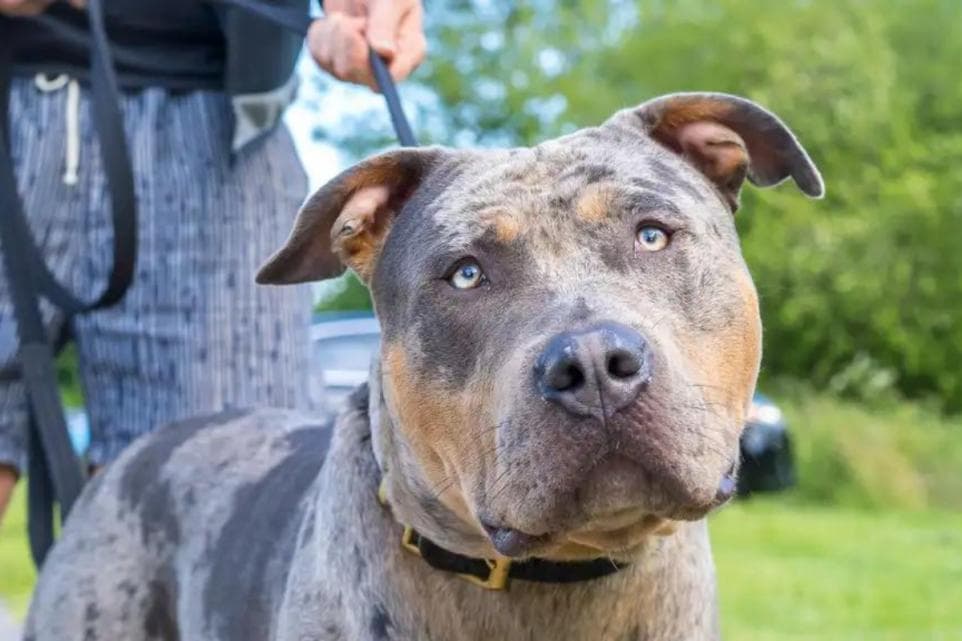 Scotland's first XL Bully sanctuary given green light by council