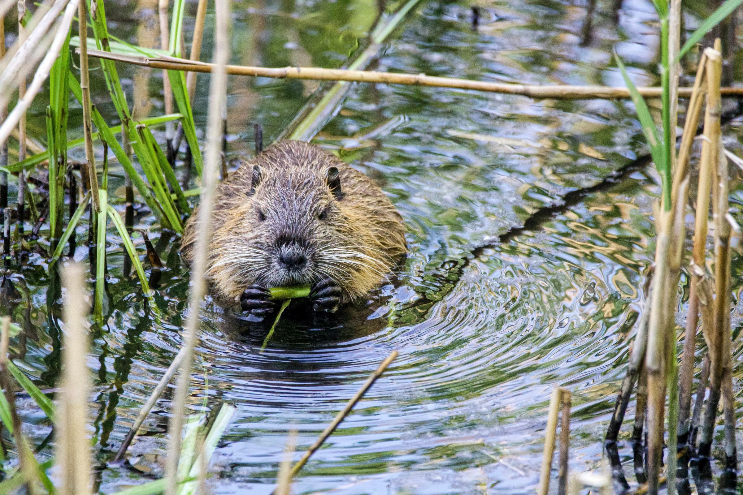 Scots encouraged to learn more about beavers as population booms