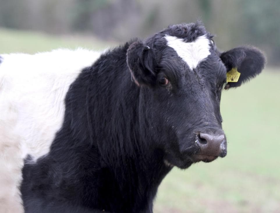 First cow tests positive for potentially deadly virus in Scotland