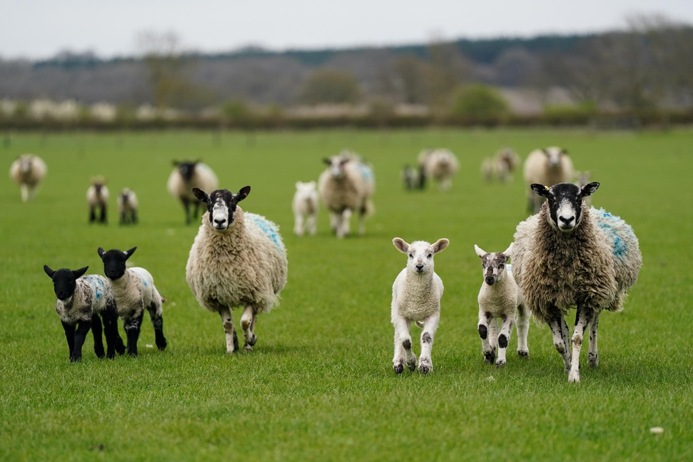 Second case of potentially deadly livestock virus found in Scotland