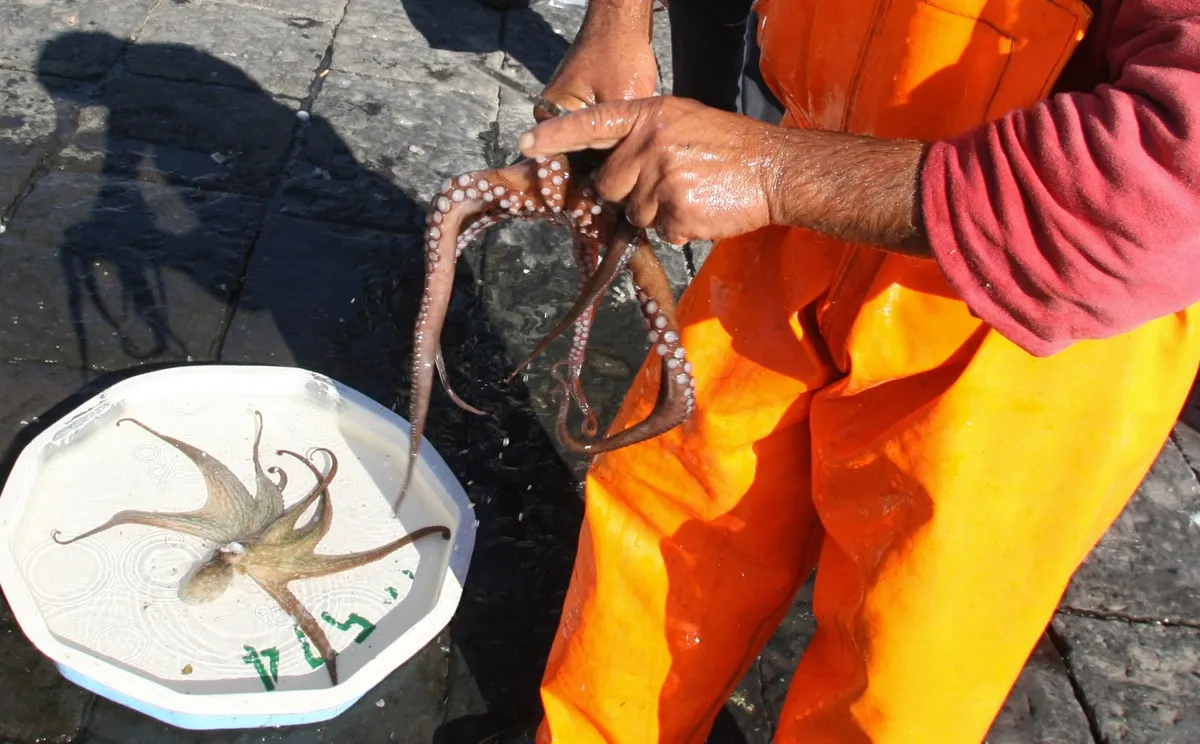 ‘A formidable predator’: Italian scientists relying on octopuses to get blue crab populations in check