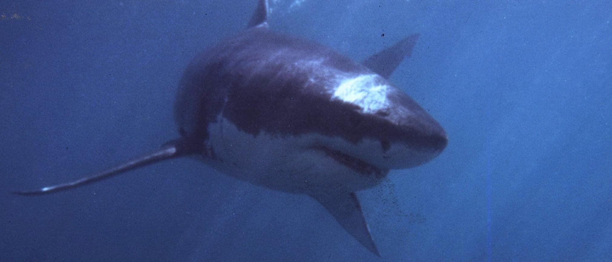 71-Year-Old Lifeguard Dragged Underwater By Great White Shark Off Coast Of Maine