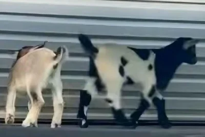 3 goats at N.C. petting zoo test positive for rabies