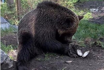 Calgary Zoo working to figure out how grizzly bear got free to wander grounds