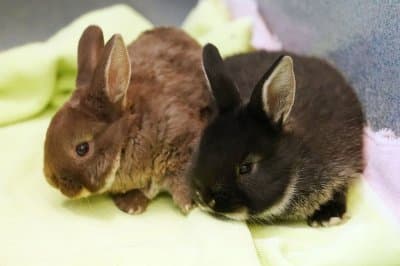 Three cases of rare tick-borne disease ‘rabbit fever’ suspected in New York