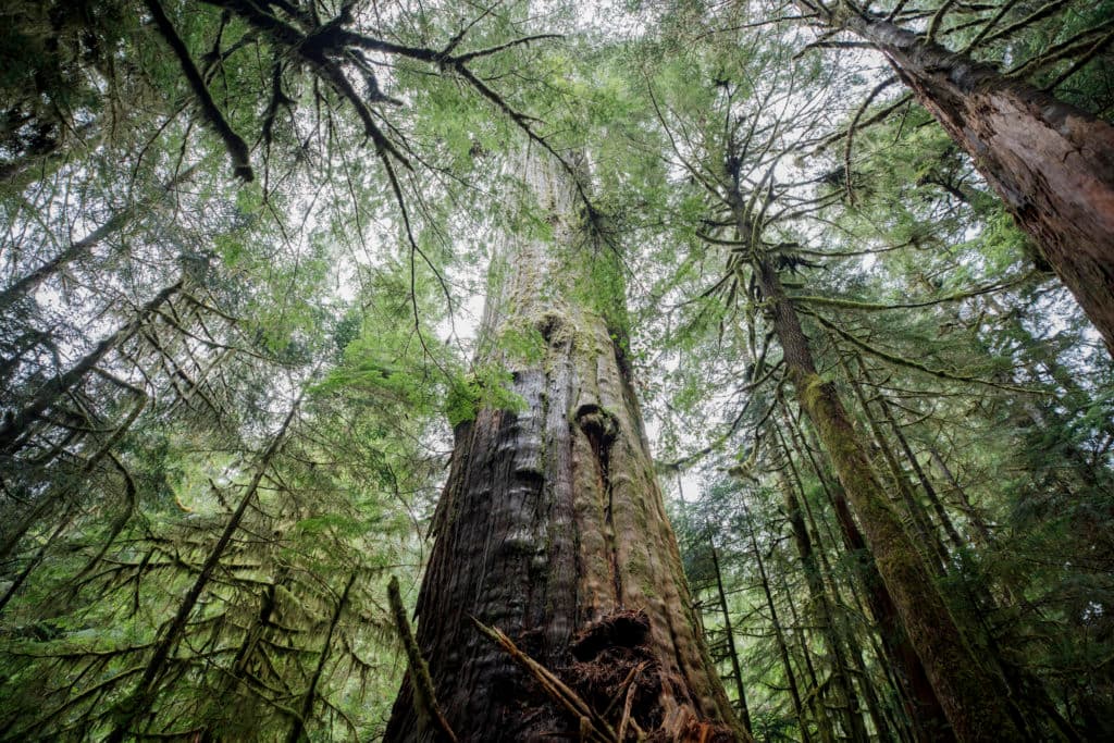 British Columbia is logging its last old-growth forests. Protesters are sleeping in the road to stop it