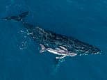World-first stunning drone footage is recorded of a humpback whale giving birth in the ocean