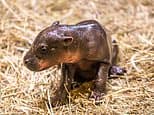 McMoo Deng? Scottish zoo welcomes pygmy hippo calf