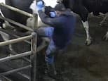 Farm workers 'punched, kicked and stubbed cigarette on cows' at award-winning dairy supplying Tesco and Muller