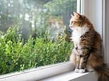 Purr-fectly happy inside! Study reveals cats cope with indoor life far better than owners fear