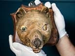 'Fox head' that was bought for £50 at a market sells for £60,000... because it's actually an extinct tiger