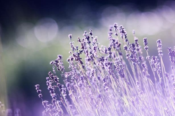 Garden expert says not cutting five plants in September 'helps wildlife'