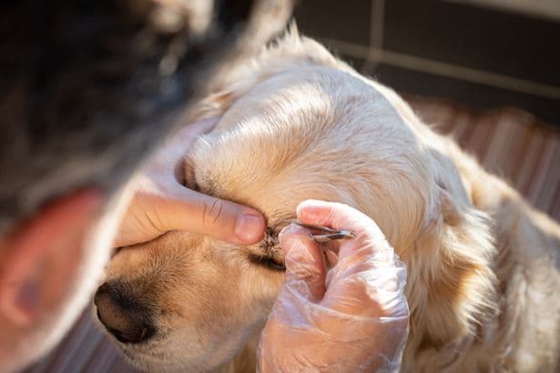 Dog expert reveals hidden parasite spots to check on pets after RSPCA warning