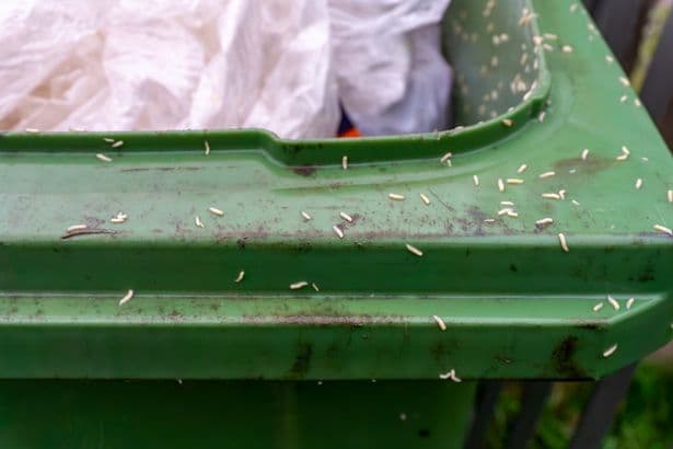 Binman names easy way to stop maggots and flies in your wheelie bin — 2 words