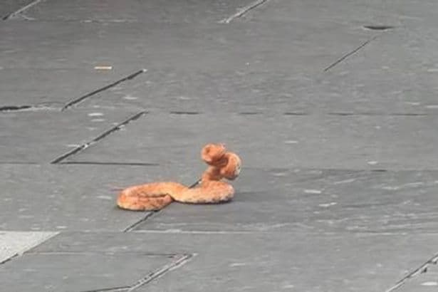 Moment snake tries to bite shoppers after lashing out in Glasgow city centre