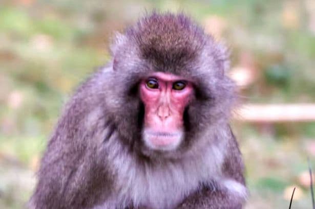 Warning to public after monkey escapes from Scottish wildlife park