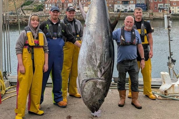 Huge bluefin tuna is caught in the North Sea off the east coast for first time in 90 years