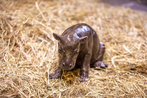Baby pygmy born at Edinburgh Zoo and Scots are desperate to name it one thing