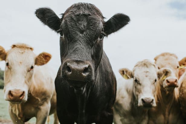 First cow tests positive for deadly 'bluetongue' virus in Scotland