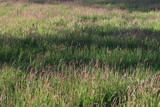People with 'sniper eyes' can find hidden animal in brainteaser within 10 seconds