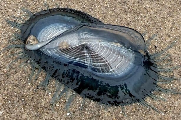 Hundreds of mysterious blue creatures wash up on UK beach leaving Brits baffled